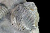 Translucent Struveaspis Trilobite - Jorf, Morocco #171558-7